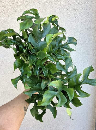 Rhaphidophora Tetrasperma/Monstera Minima 12 cm