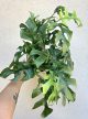 Rhaphidophora Tetrasperma/Monstera Minima 12 cm