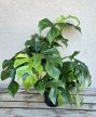 Rhaphidophora Tetrasperma/Monstera Minima 12 cm