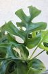 Rhaphidophora Tetrasperma/Monstera Minima 12 cm