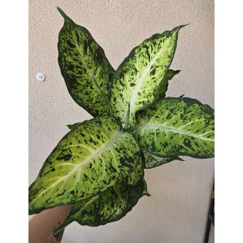 Dieffenbachia 'Amy' 12 cm