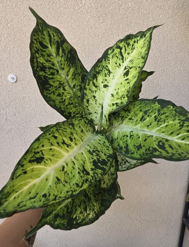 Dieffenbachia 'Amy' 12 cm