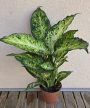 Dieffenbachia 'Amy' 12 cm