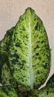 Dieffenbachia 'Amy' 12 cm