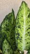 Dieffenbachia 'Amy' 12 cm