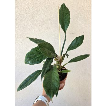 Philodendron Choco Empress 12 cm