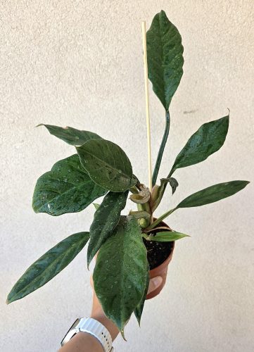 Philodendron Choco Empress 12 cm