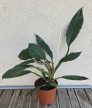 Philodendron Choco Empress 12 cm