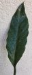 Philodendron Choco Empress 12 cm