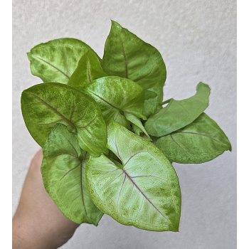   Syngonium 'Golden Allusion' kaspós - Nyíllevél 7 cm