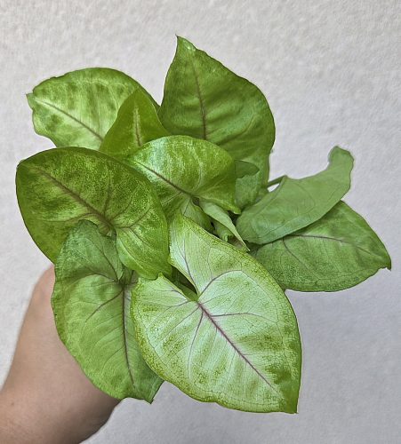 Syngonium 'Golden Allusion' kaspós - Nyíllevél 7 cm