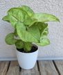 Syngonium 'Golden Allusion' kaspós - Nyíllevél 7 cm