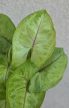 Syngonium 'Golden Allusion' kaspós - Nyíllevél 7 cm
