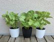Syngonium 'Golden Allusion' kaspós - Nyíllevél 7 cm