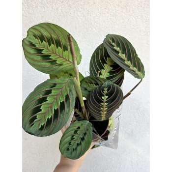 Maranta leuconeura Fascinator  - Nyílgyökér 12 cm