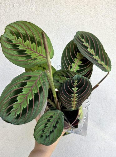 Maranta leuconeura Fascinator  - Nyílgyökér 12 cm