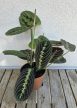 Maranta leuconeura Fascinator  - Nyílgyökér 12 cm
