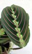 Maranta leuconeura Fascinator  - Nyílgyökér 12 cm