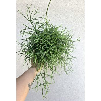 Rhipsalis heteroclada - Vesszőkaktusz 12 cm