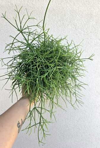 Rhipsalis heteroclada - Vesszőkaktusz 12 cm