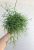 Rhipsalis heteroclada - Vesszőkaktusz 12 cm