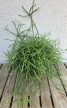 Rhipsalis heteroclada - Vesszőkaktusz 12 cm