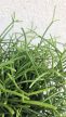 Rhipsalis heteroclada - Vesszőkaktusz 12 cm