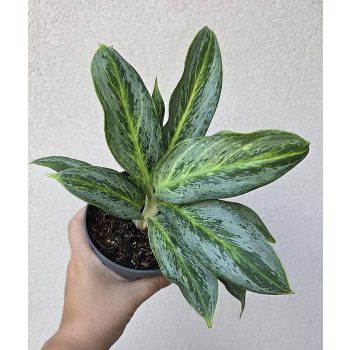 Aglaonema 'Emerald Stone' 12 cm