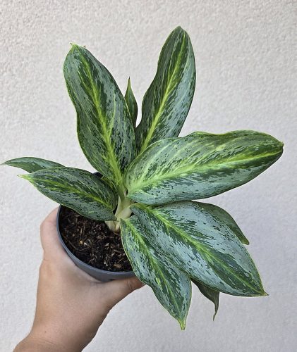 Aglaonema 'Emerald Stone' 12 cm