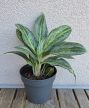 Aglaonema 'Emerald Stone' 12 cm