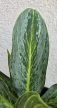 Aglaonema 'Emerald Stone' 12 cm