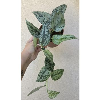 Scindapsus pictus 'Silver Lady' 12 cm