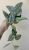 Scindapsus pictus 'Silver Lady' 12 cm
