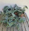 Scindapsus pictus 'Silver Lady' 12 cm