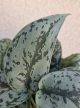 Scindapsus pictus 'Silver Lady' 12 cm