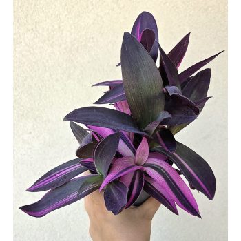 Tradescantia Pink Stripe
