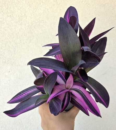 Tradescantia Pink Stripe