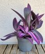 Tradescantia Pink Stripe