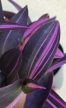 Tradescantia Pink Stripe