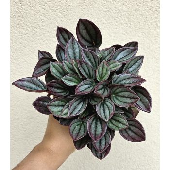 Peperomia 'Cayenne' - Törpebors 12 cm