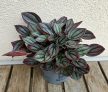 Peperomia 'Cayenne' - Törpebors 12 cm