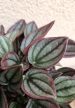 Peperomia 'Cayenne' - Törpebors 12 cm