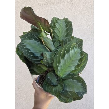 Maranta Exclusive Grey - Nyílgyökér 12 cm