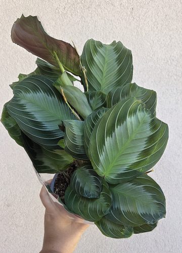 Maranta Exclusive Grey - Nyílgyökér 12 cm