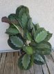 Maranta Exclusive Grey - Nyílgyökér 12 cm