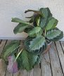Maranta Exclusive Grey - Nyílgyökér 12 cm