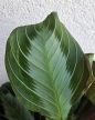 Maranta Exclusive Grey - Nyílgyökér 12 cm