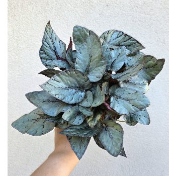 Begonia rex 'Arctic Breeze' 12 cm