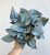 Begonia rex 'Arctic Breeze' 12 cm