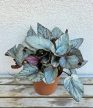 Begonia rex 'Arctic Breeze' 12 cm